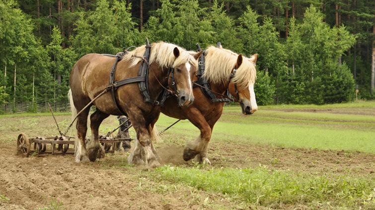 Et enkelt og uvitenskapelig innblikk i de viktigste sidene ved jernverksdriften.