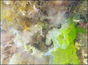 (Leathesia difformis). Lenger ned i sjøsona var det ein god del japansk sjølyng, ofte heilt overgrodd av trådforma grøn- og brunalgar. Algefloraen gjev visuelt eit noko eutrofiert inntrykk.