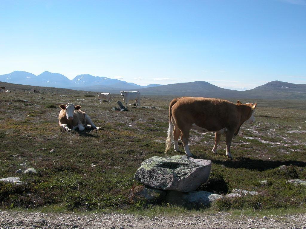 Det gir større mulighet for å skape forståelse for vernet.