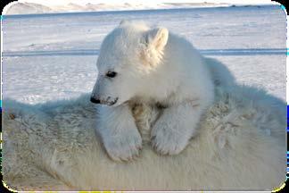 (Precociel) Isbjørn «Utvikles etter fødsel» : Proteiner fra mor via morsmelk