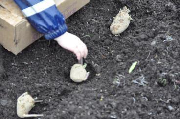 kunne ta oppi jorden til potetene. Meitemarken gjør nemlig jorden bedre for potetene å gro i var begrunnelsen.