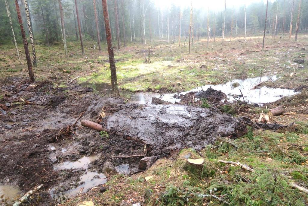 hensynsfull hogst med lite sporskader Bevaring og utvikling av