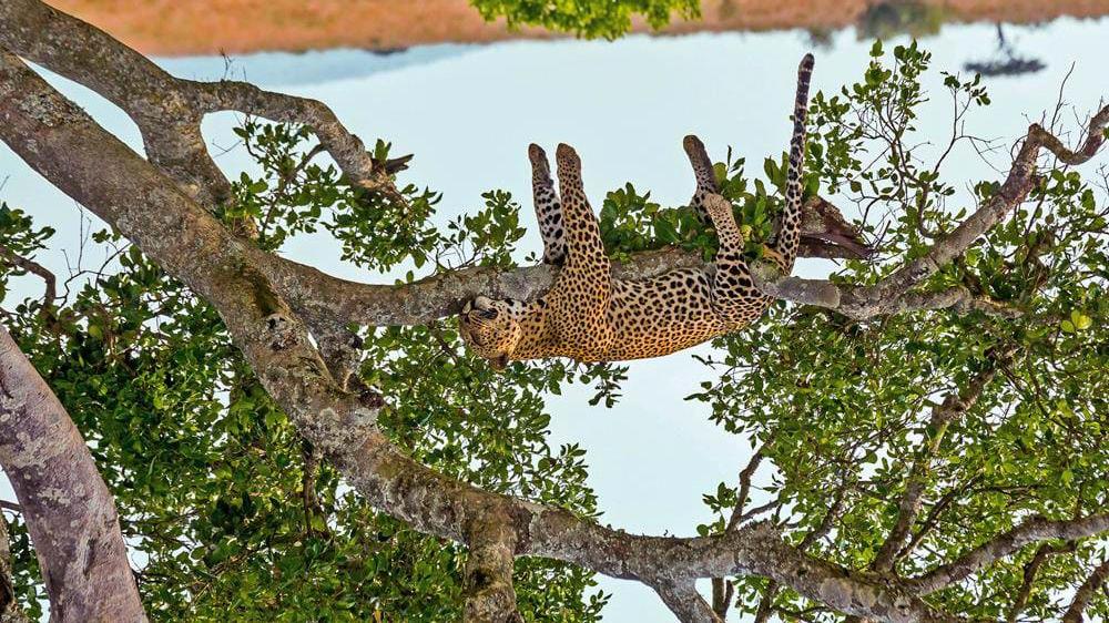 Luksussafari i Kenya og badeferie på Zanzibar En perfekt kombinasjon av safari i Kenya og badeferie på eksotiske Zanzibar.