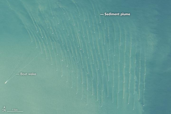 til oppvirvling av sedimenter rundt vindturbinene. Slike sedimentskyer kan bli flere kilometer lange (bilde fra earthobservatory.nasa.