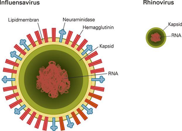 Influensa A, H1-H3, N1-2