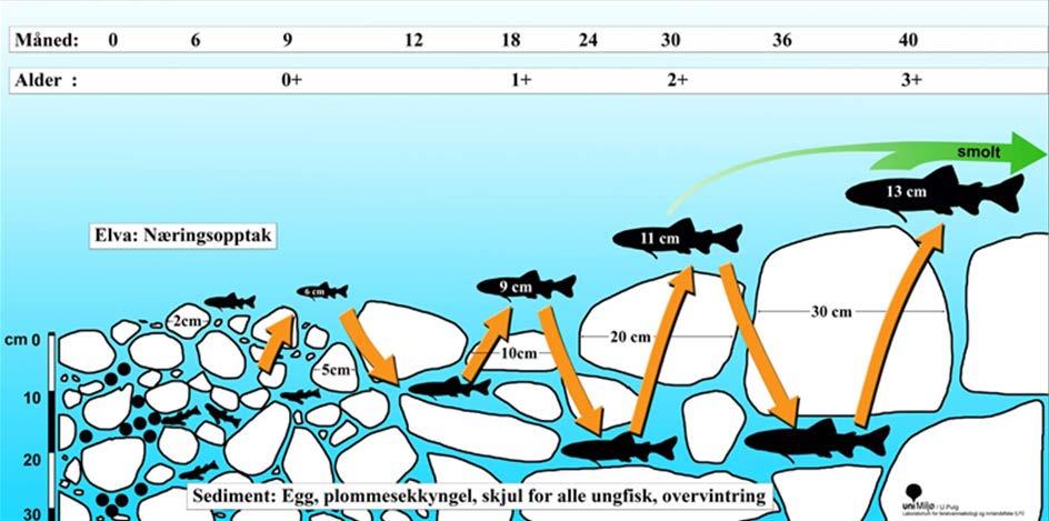 Figur 46. Øvre deler av elvebunnen er viktig oppvekstområde for ungfisk. Det fungerer bl.a. som skjul, overvintringsområder og refugium under større flommer.