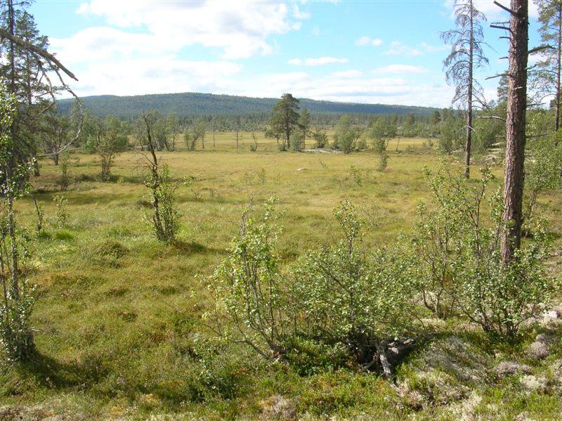 Bilder fra området Osdalen naturreservat Utsikt fra kjerneområde 2.