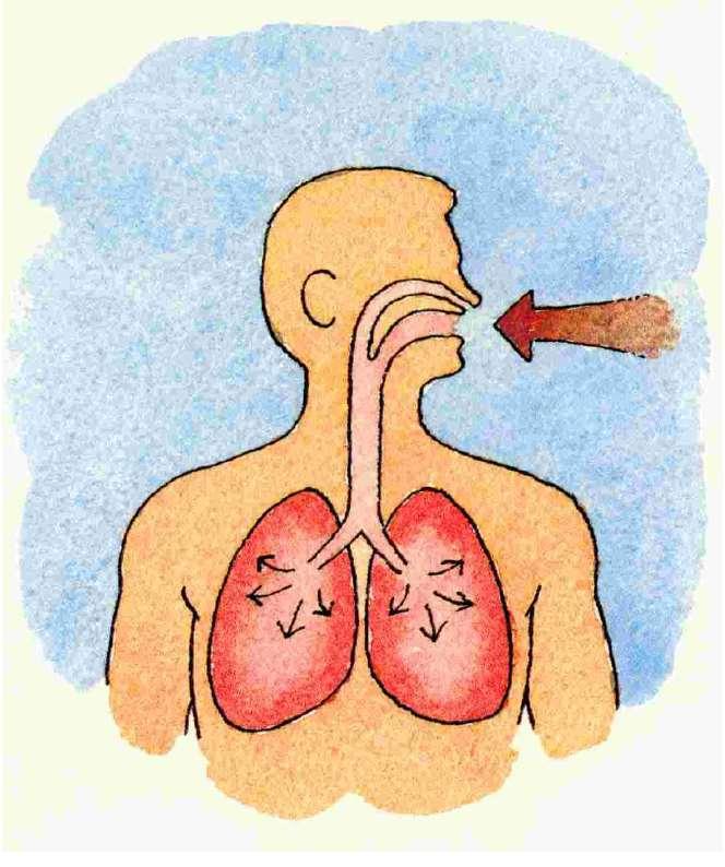 Radioaktive stråler i luft Inhalering = bestråling Stopper i lungevevet Medfører stor skade i cellene som treffes En