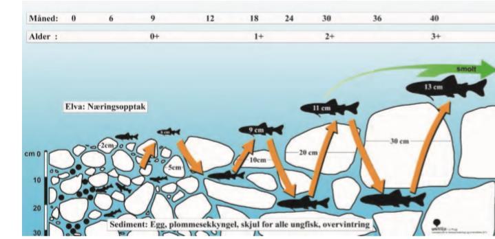 Figuren illustrerer hvilke substratstørrelser ørret av forskjellige størrelsesgrupper er avhengig av for hulrom til skjul.