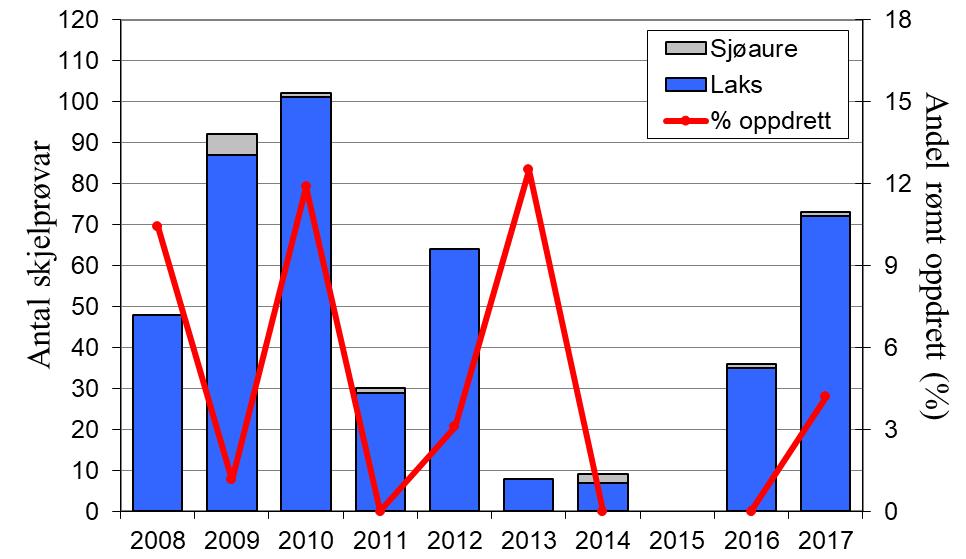 Sidan 2009 har 1-5 % av laksane og 4-30 % av sjøaurane vorte sett ut att i elva, i 2017 var det høvesvis 5 og 30 %. FIGUR 1. Fangst av laks og sjøaure i Sokna i perioden 1995-2017 (stolpar).