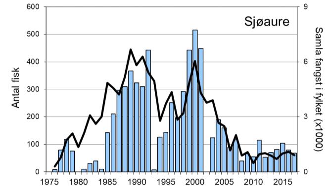 I 2010-12 var fangstane i overkant av 7000 per år, deretter har fangstane vore lågare, og i 2017 vart det fanga 4349 laks (snittvekt 2,8 kg).