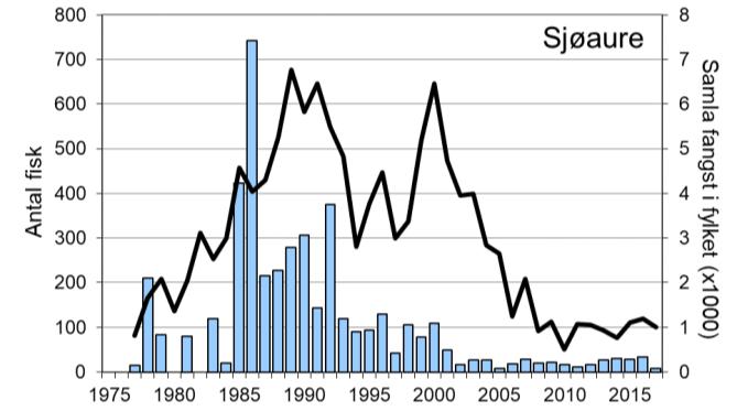 2000-2500, men i 2016 og -17 var fangstane redusert til høvesvis 1444 og 1457 laks. Snittfangst av sjøaure 1977-2017 var 113 sjøaurar per år (snittvekt 0,9 kg).