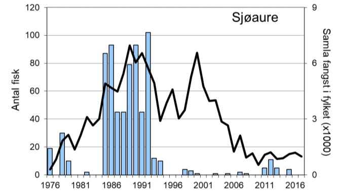 I åra etter har det, med enkelte unntak, vore langt lågare fangstar, og snittet for åra 1999-2017 er 55 per år. I 2017 vart det fanga 68 laks (snittvekt 1,5 kg).