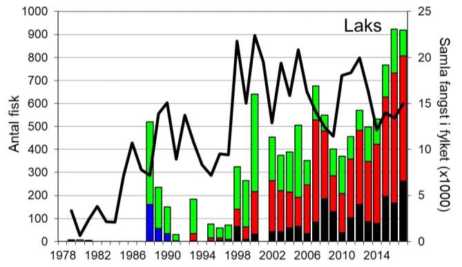 Også enkeltår etter 1988 ser det ut til å vera manglande rapportering (figur 1, stolpar). I 2017 vart det fanga 918 laks (snittvekt 5,7 kg), det nest beste resultatet for heile perioden. Ca.