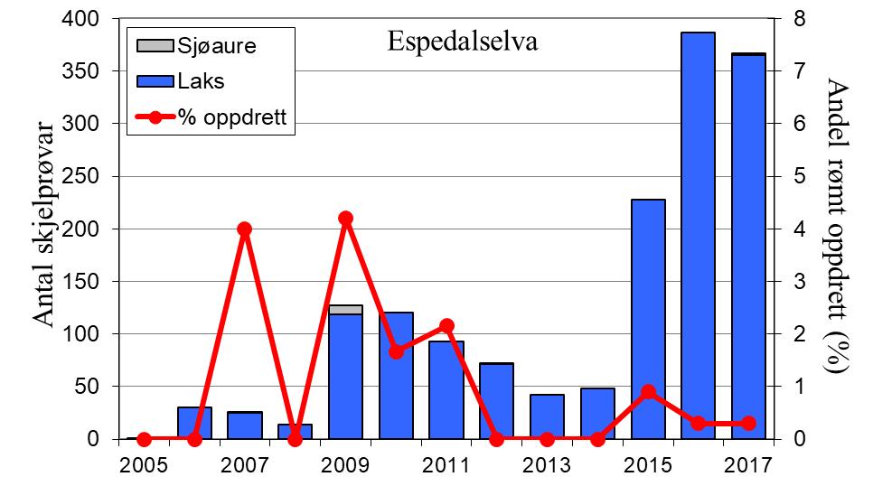 Fangstane avtok frå 2000 og utover, og frå 2010 har sjøauren vore freda. I 2017 vart det fanga 82 sjøaure, 81 av desse vart sett ut att.