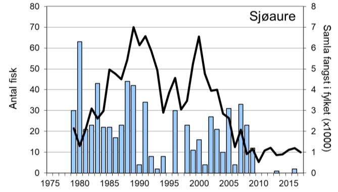 Fangstane av sjøaure har også variert mykje, med ein rekordfangst i 1980 på 63 fisk. Sjøauren har vore freda sidan 2010.