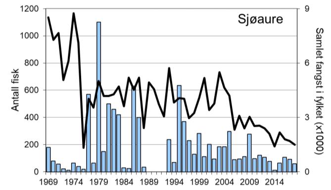 Snittfangst av sjøaure per år i perioden 1969-2018 har vore 200 individ (snittvekt 1,1 kg).