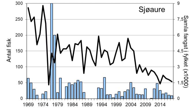 Variasjonen i fangst mellom år i Æneselva avvik ein god del frå det ein har sett i resten av fylket (figur 1, linje), men med lik tendens i enkelte periodar.