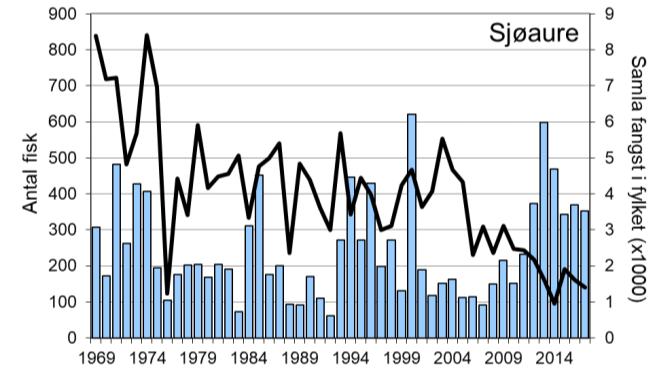 Sidan 2009 har 20-45 % av sjøaurane vorte sett ut att i elva, i 2018 utgjorde det 31 % av registrert fangst. Merk at fangststatistikken inkluderer gjenutsett fisk.