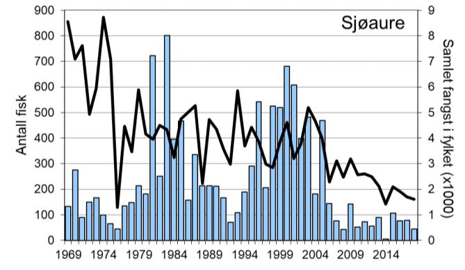 Fangsten av sjøaure har vore låg dei siste åra. I 2018 vart det fanga 45 sjøaure (snittvekt 0,9 kg), medan snittet for heile perioden er 238 sjøaure per år.