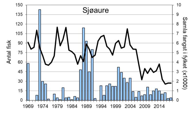 Laksefangstane i Vikja har i periodar variert nokolunde som i resten av fylket dei siste 20 åra, men med klare avvik enkelte år (figur 1, linje).