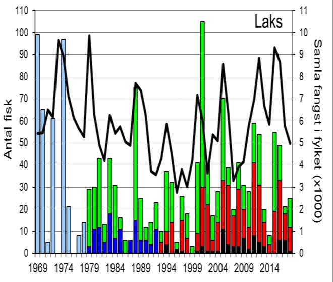Sjøaurefangstane har generelt vore høgare frå seint på 1990-talet enn tidlegare i perioden, i høve til fylket elles.