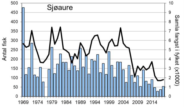 Fangstane av sjøaure har variert, men hatt ein minkande tendens, særleg dei siste åra.