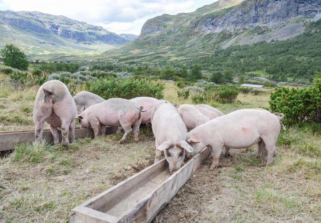 Rapporten er litt unyansert med tanke på det norske landbruket. Vi må se mer lokalt hva kan vi produsere her vi her?