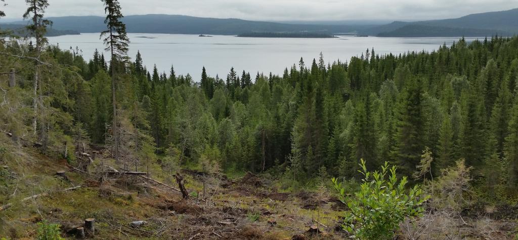 Området består i stor grad av skog. Store deler av skogen er granskog og går over til blandingsskog ned mot Kvesjøen. Vest for planområdet ligger Kvemoen.