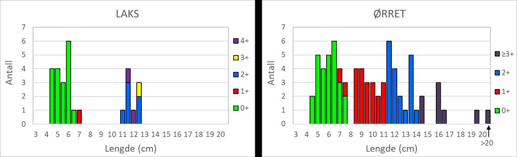 Figur 4. Lengdefordeling for laksunger (venstre) og ørret (høyre) som ble fanget ved elektrofiske på seks stasjoner i Bortneelva 31.oktober 2018.