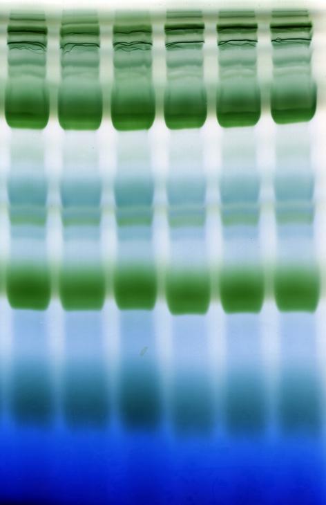 I II 3+ c rr 3- CRR3 + CR R3 Δ c rr 3c rr 23/ 4-3 c rr c rr ndh l E5 7-L 68 PSII supercomplexes PSI + PSII dimer PSII monomer LHCII trimer LHCII monomer Supplemental Figure 3.