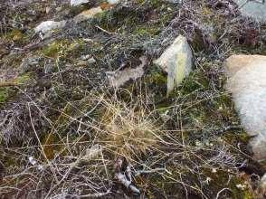 A B Figur 26. Gras som var beitet på i steinbruddet. A: Hos de fleste grastuene som var beitet på var kun blomsterhodene fjernet.