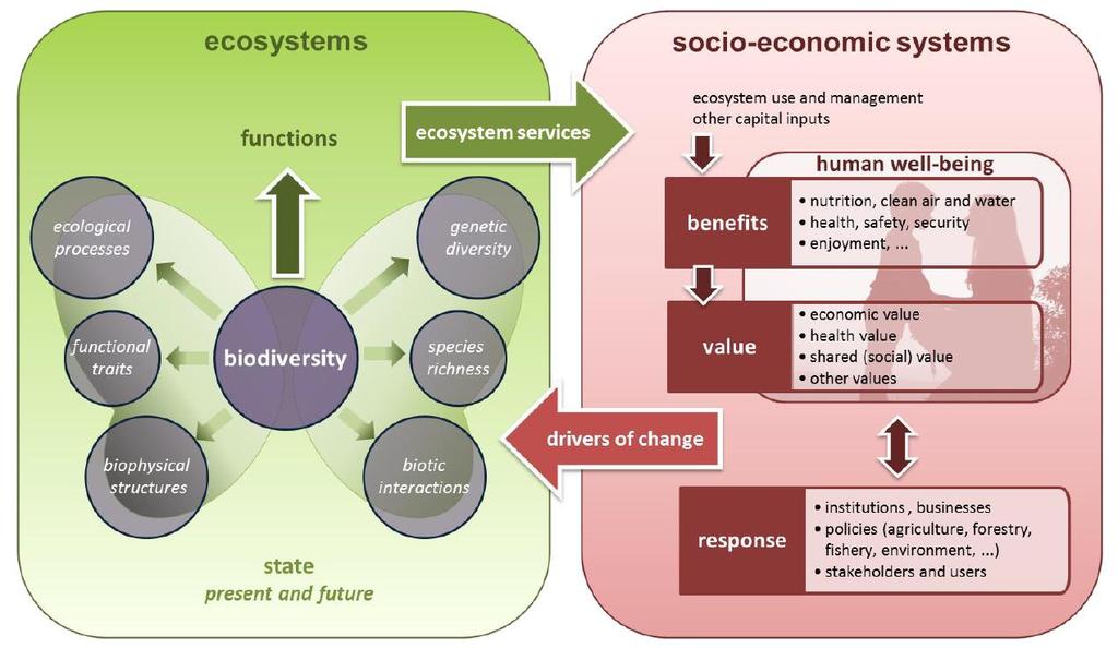Økosystemer og økosystemtjenester: Et rammeverk for å forstå og