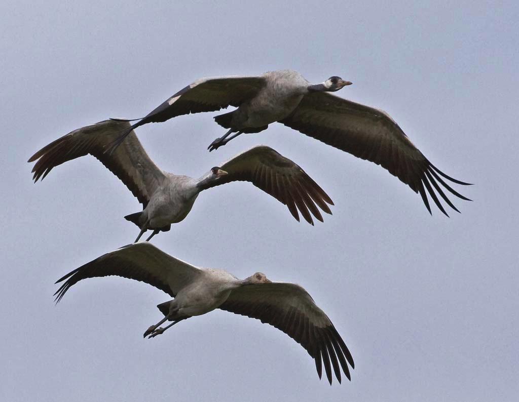 Kallakmosen naturreservat