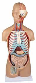 Art.nr: 03098 Torso, økonomimodell 17-deler, med åpen rygg Modellen kommer i naturlig størrelse, og leveres med