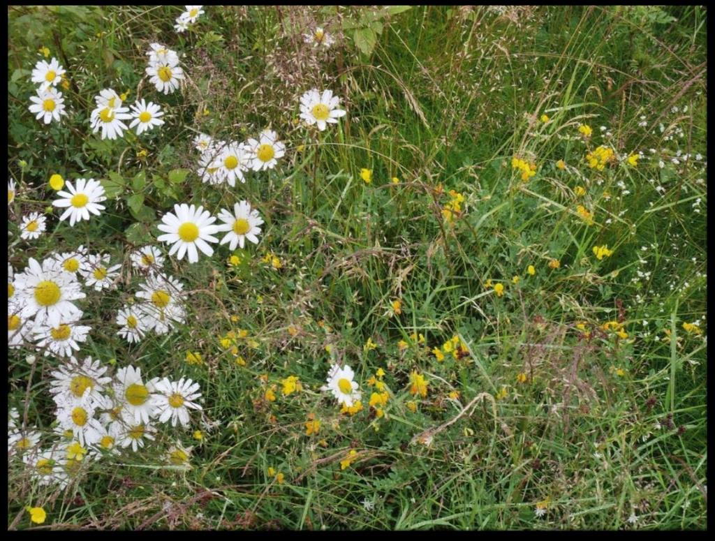 Tiltak for leveområder for pollinerende insekter Skjøtsel av kantarealer og areal tatt ut av bruk Veiledningen er skrevet av Norsk Landbruksrådgiving