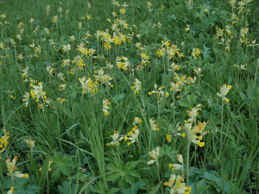 Frøblandingen som velges bør bestå av egna arter av blomsterfrø blandet med grasfrø av engkvein og rødsvingel/sauesvingel. Se tabellen på side 11 for valg av blomsterfrøblanding.