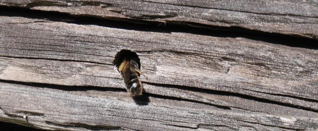 skadedyr, blant annet bladminerfluelarver. Effekten var så god at behovet for bekjemping av lus ble redusert. Hvilke krav stiller insektene - hva må vi tilrettelegge for?