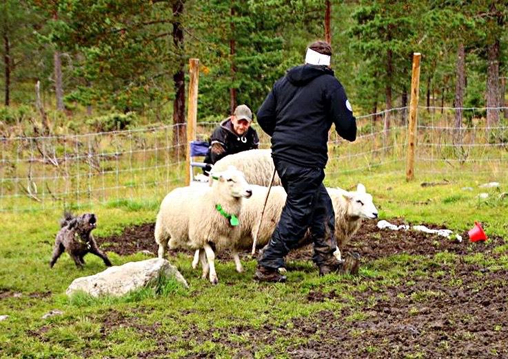 Våren 2014 så jeg på facebook at Kennel Bissibingens skulle ha gjeterhundkurs for pumier i Vågå med Ørjan Halvorsen fra Fjellgjeting som instruktør.