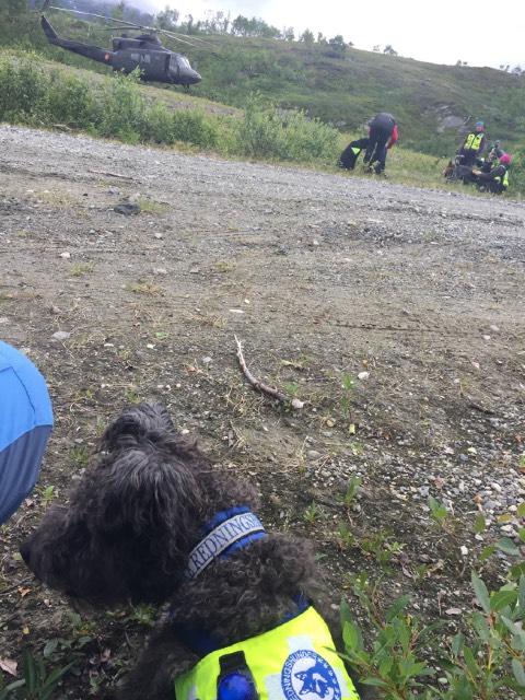 I år kom vi oss dessverre ikke på kurs med Ørjan. Jeg og Blix trener også i Norske redningshunder, så i år prioriterte vi å reise på hovedkurs for å få utviklet oss der også.