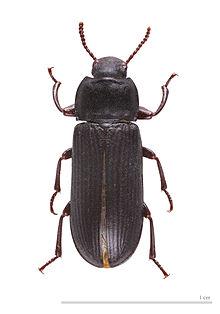 sigillatus Gryllus