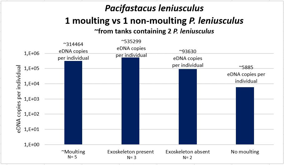 moulting increases the amount of detectable P. leniusculus edna copies per individual compared to non-moulting P. leniusculus (fig. 10).