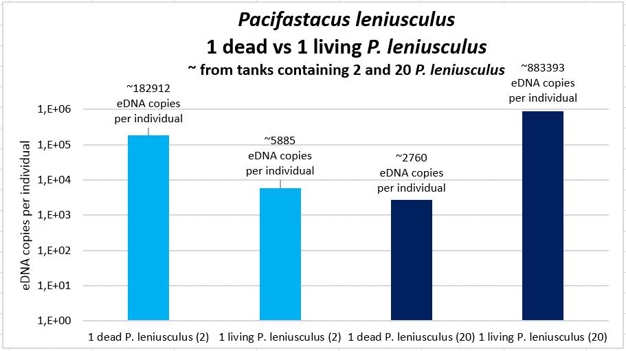 Figure 10. Mean P. leniusculus edna copy number per individual in water with dead compared to live crayfish. The number of edna copies per individual are averages from tanks containing 2 and 2 P.