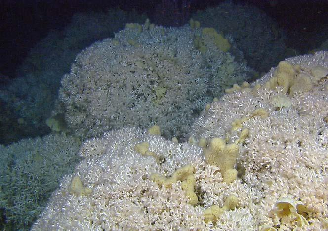 gste korallrev Å bygge opp et stort korallrev kan ta 10 000 år. Hvis det får skader, vil det ta lang tid å bygge det opp igjen, sier Tina.