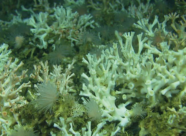Truer korallrevet Tina forsker på hvordan det vi mennesker gjør, påvirker korallrevene. Det vi er bekymret for nå, er at det er mange ting som truer korallrevene samtidig, sier hun.