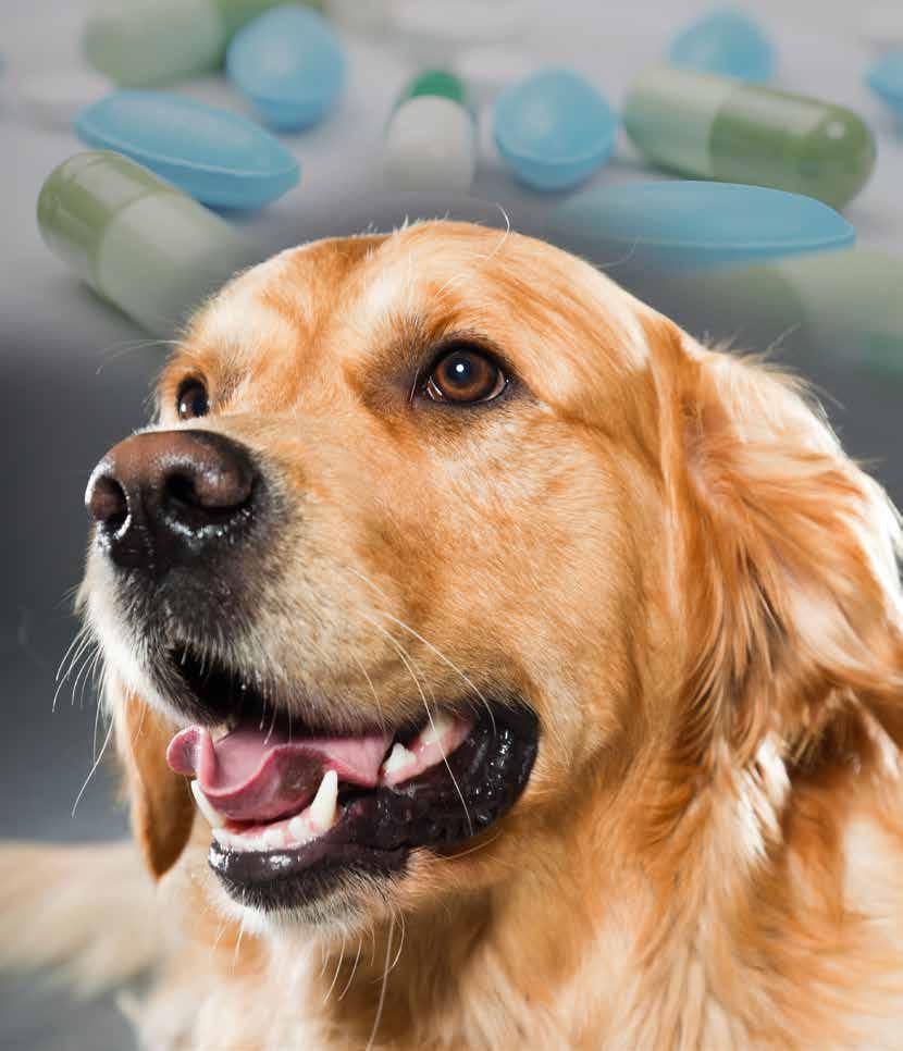 Bruken av antibiotika til hund er kartlagt - PDF Gratis nedlasting