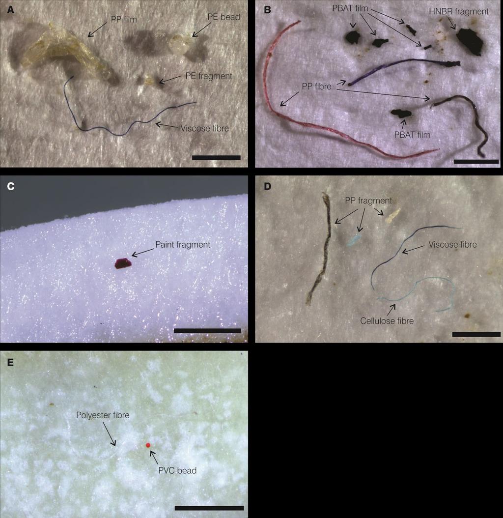 Figur 5. Bilder av ulike morfologier (fiber, granulater, etc.) av de 14 plastpolymerene som ble identifisert i jordprøvene.