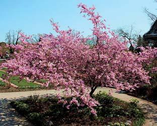 Purpurrøde skudd og mørkt grønne blad med purpurrøde nerver og underside. Mørk stamme. Vokser noe langsommere enn arten. Små, rosa, sterkt duftende blomster i hengende klaser.