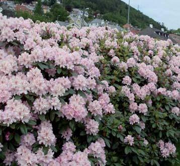 Blanke, friskt grønne, smalt ovale blad som sitter sammen i tette kranser/rosetter. Riktblomstrende. Lyst rosa knopper som går over til hvit blomster. Traktforma klokker sammen i tett klase.