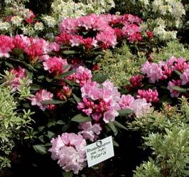 Blanke, friske mørkegrønne blad. Store blomster. Den rene arten brukes sjelden. Blomsterfarge fra rødt til hvit/rosa. Blomstrer i mai juni. Sorten `Berliner Liebe` er blomsterrik og har god vekstform.